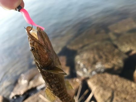 青物不発からの根魚三目達成