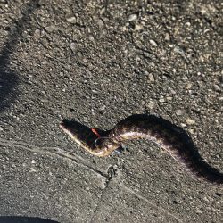 トップウォーター最高！