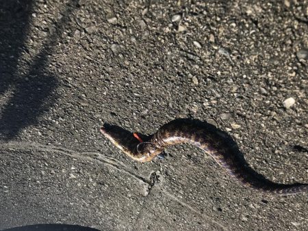 トップウォーター最高！