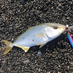 周りがほぼ釣れていない中無双爆釣タイム