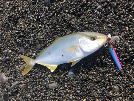 周りがほぼ釣れていない中無双爆釣タイム