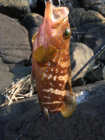 ライトショアスロー