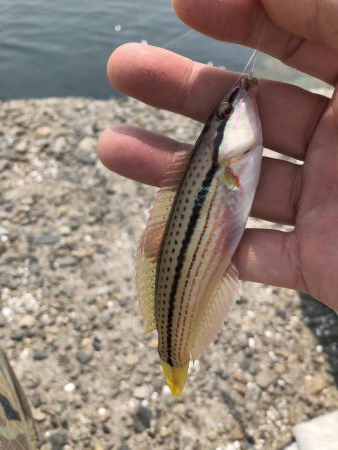 暇つぶしちょい投げ