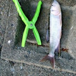 ハス(ケタバス)