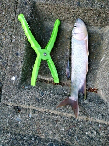 ハス(ケタバス)