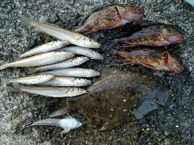 キス釣り　～カレイも出た！ずっしり