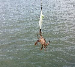 やっとタコシーズン開幕です