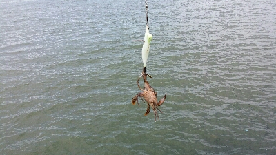 やっとタコシーズン開幕です