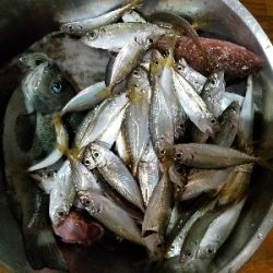 カワハギ釣り　～25センチヒット！～