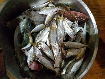 カワハギ釣り　～25センチヒット！～