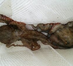 連日のオクトパッシング