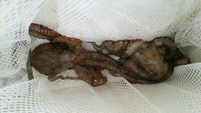 連日のオクトパッシング