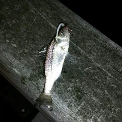 舞洲アジングNo1