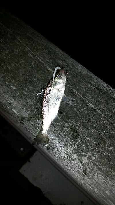 舞洲アジングNo1