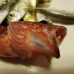 太刀魚釣り　～一回きりの当たり逃す～