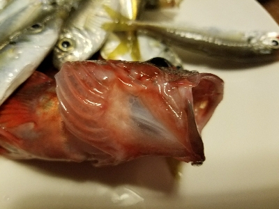 太刀魚釣り　～一回きりの当たり逃す～