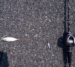 ディライトフィッシング