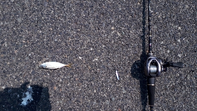 ディライトフィッシング