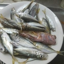 太刀魚釣り　～リベンジマッチ～
