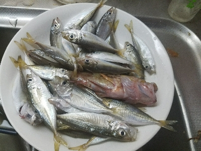 太刀魚釣り　～リベンジマッチ～