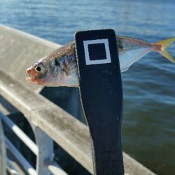 舞洲アジングNo2