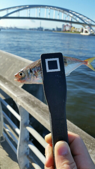 舞洲アジングNo2