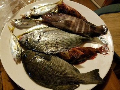 ハゲ釣り　～チヌ、グレ、マハタ～