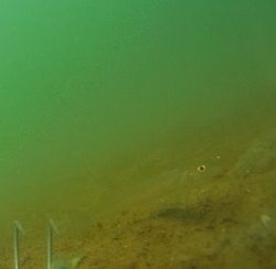 ピンギスばかり