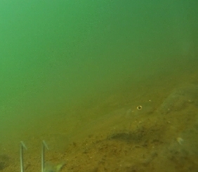 ピンギスばかり