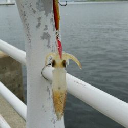 舞洲アジングNo3