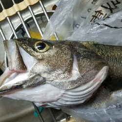 ハゲ釣り ~台風前は釣れるのか?~