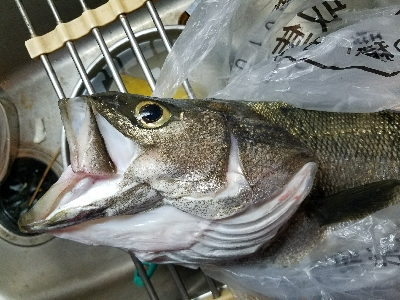 ハゲ釣り ~台風前は釣れるのか?~