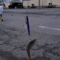 ディアジング(豆)