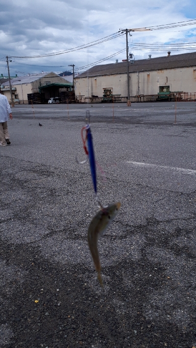 ディアジング(豆)