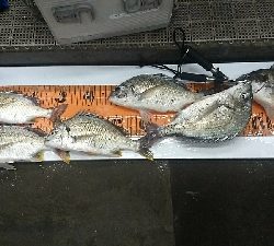 暑いので夜釣り❗してきました❗でもかなり汗だくですが❗