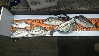 暑いので夜釣り❗してきました❗でもかなり汗だくですが❗