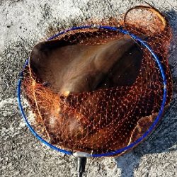 シーバスよりもデカイの釣れた‼️