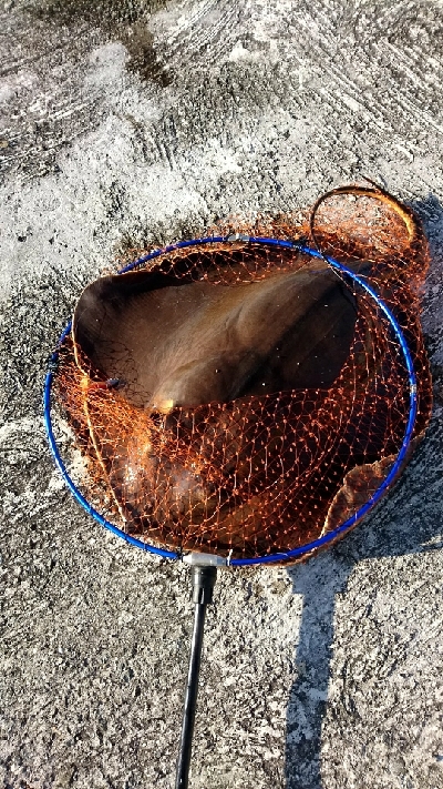 シーバスよりもデカイの釣れた‼️