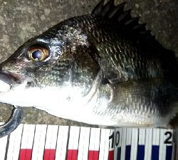 台風前に釣りはどうですか?