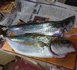 地磯釣行！ヒラマサ、サワラ
