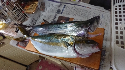 地磯釣行！ヒラマサ、サワラ