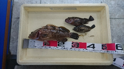 台風の後は釣れるのか？