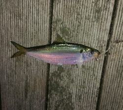 激渋豆アジング