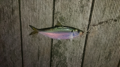 激渋豆アジング