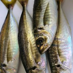 やっとアジ釣れた！