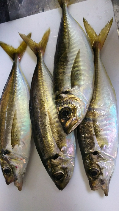 やっとアジ釣れた！