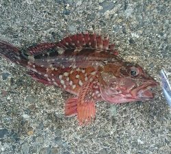 ロックフィッシュゲーム