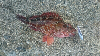 ロックフィッシュゲーム