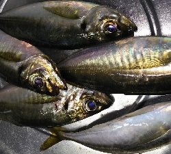 そろそろ楽しめるかな