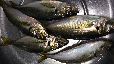 そろそろ楽しめるかな